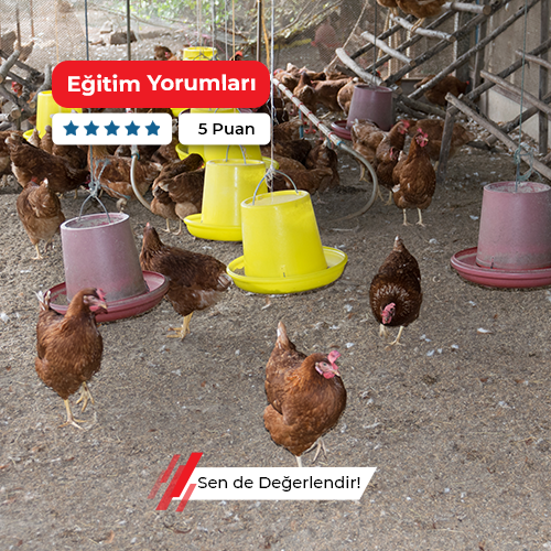 Kanatlı Hayvan Yetiştiriciliği Kursu