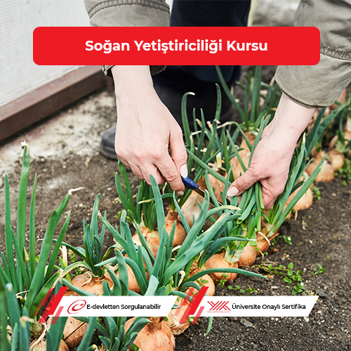 Soğan Yetiştiriciliği Eğitimi