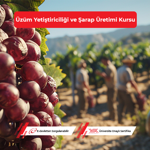 Üzüm Yetiştiriciliği ve Şarap Üretimi Eğitimi
